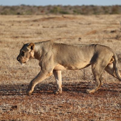 A lioness walks from right to left across short dry red-brown grass in low golden light, with open scrub and bare ground stretching to a flat horizon behind her.