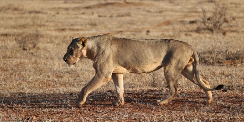 A lioness walks from right to left across short dry red-brown grass in low golden light, with open scrub and bare ground stretching to a flat horizon behind her.