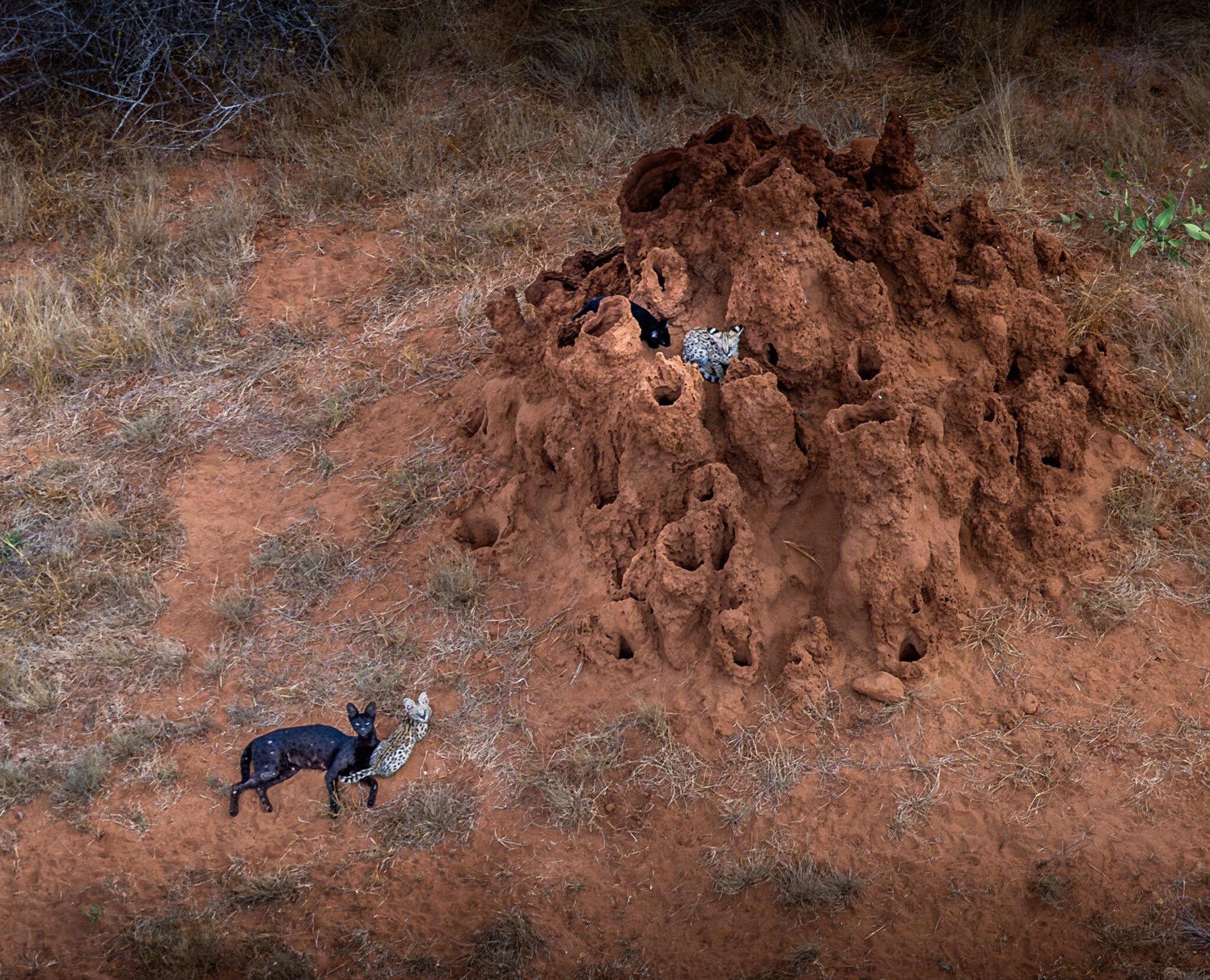 An elevated view of a large eroded red termite mound on bare red earth and dry grass. In the lower left a jet-black serval stands beside a normally spotted serval, and a further pale spotted serval sits in a hollow near the top of the mound.