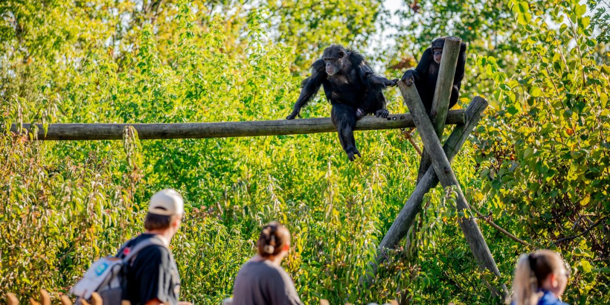 Two chimpanzees rest on a tall wooden climbing frame in a sunlit, leafy outdoor habitat at Tulsa Zoo while three guests watch from a path behind a low wooden fence.