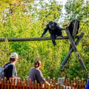Two chimpanzees rest on a tall wooden climbing frame in a sunlit, leafy outdoor habitat at Tulsa Zoo while three guests watch from a path behind a low wooden fence.