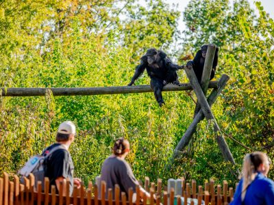 Two chimpanzees rest on a tall wooden climbing frame in a sunlit, leafy outdoor habitat at Tulsa Zoo while three guests watch from a path behind a low wooden fence.