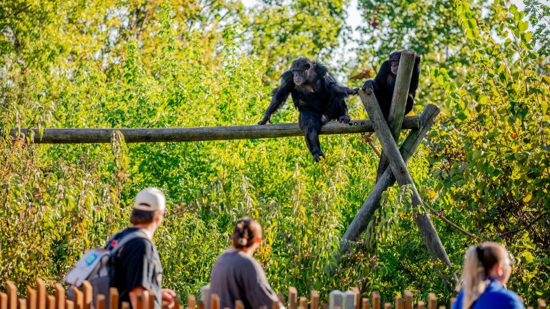 Two chimpanzees rest on a tall wooden climbing frame in a sunlit, leafy outdoor habitat at Tulsa Zoo while three guests watch from a path behind a low wooden fence.