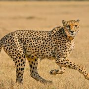 An adult male cheetah walks left to right across short dry grassland in low sunlight, head turned toward the camera, with blurred pale grass and scattered scrub behind him.