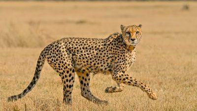 An adult male cheetah walks left to right across short dry grassland in low sunlight, head turned toward the camera, with blurred pale grass and scattered scrub behind him.