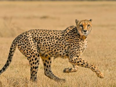 An adult male cheetah walks left to right across short dry grassland in low sunlight, head turned toward the camera, with blurred pale grass and scattered scrub behind him.