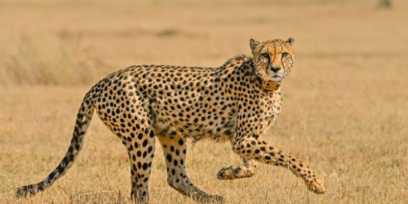 An adult male cheetah walks left to right across short dry grassland in low sunlight, head turned toward the camera, with blurred pale grass and scattered scrub behind him.