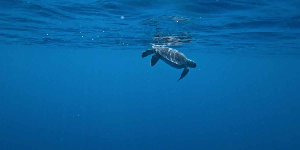 Ramon, a young green sea turtle missing his left front flipper, swims just below the surface of deep blue open water shortly after release, his silhouette reflected in the underside of the surface above him.