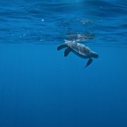 Ramon, a young green sea turtle missing his left front flipper, swims just below the surface of deep blue open water shortly after release, his silhouette reflected in the underside of the surface above him.