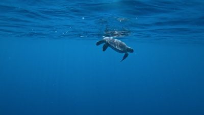 Ramon, a young green sea turtle missing his left front flipper, swims just below the surface of deep blue open water shortly after release, his silhouette reflected in the underside of the surface above him.