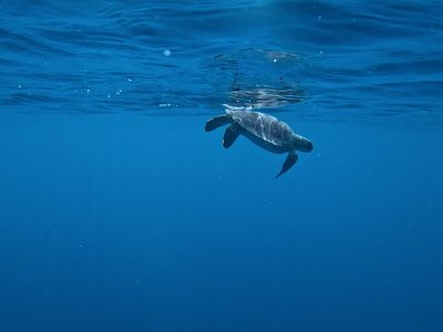 Ramon, a young green sea turtle missing his left front flipper, swims just below the surface of deep blue open water shortly after release, his silhouette reflected in the underside of the surface above him.