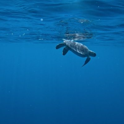 Ramon, a young green sea turtle missing his left front flipper, swims just below the surface of deep blue open water shortly after release, his silhouette reflected in the underside of the surface above him.
