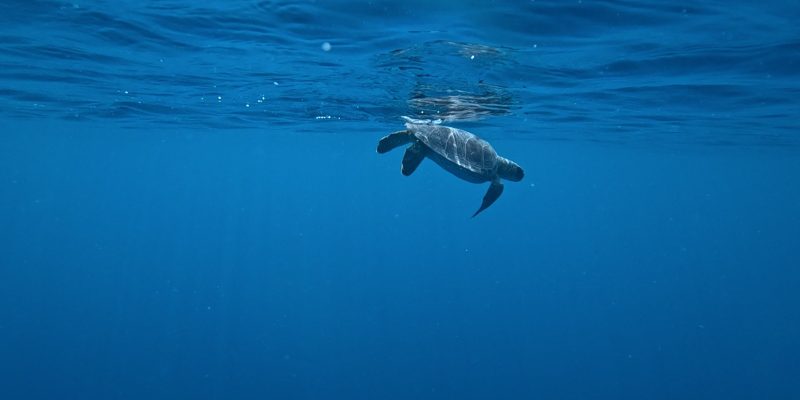 Ramon, a young green sea turtle missing his left front flipper, swims just below the surface of deep blue open water shortly after release, his silhouette reflected in the underside of the surface above him.