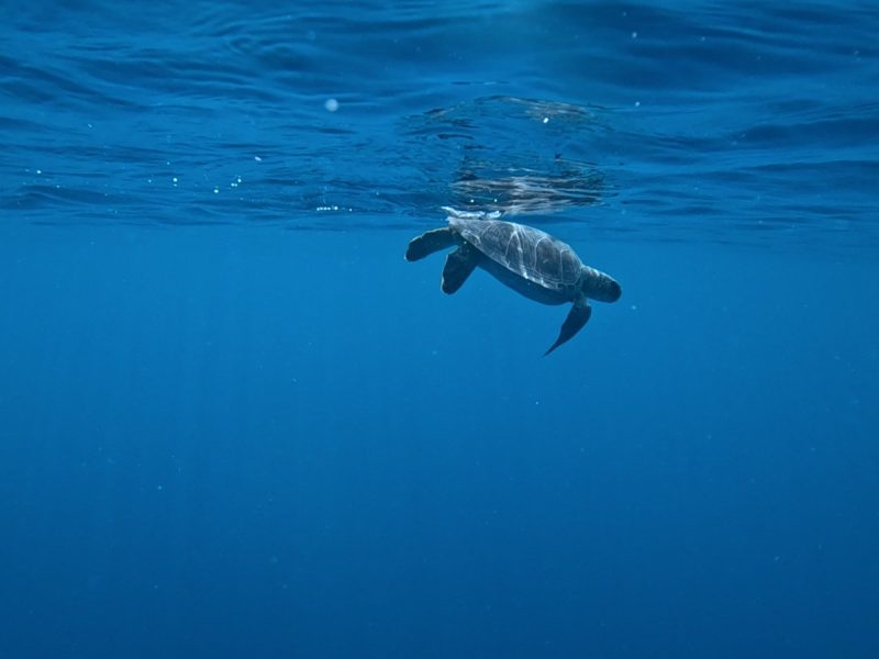 Ramon, a young green sea turtle missing his left front flipper, swims just below the surface of deep blue open water shortly after release, his silhouette reflected in the underside of the surface above him.