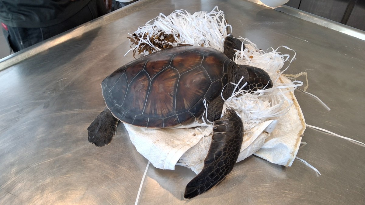 Muriel, a young green sea turtle, on a stainless steel examination table at the National Sea Turtle Rescue Center, still lying on the shredded white woven plastic sack she was found in, with frayed plastic strands splayed around her head and front flipper.