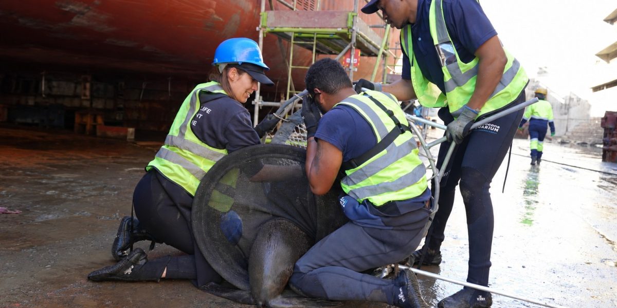 Three people in navy uniforms and high-visibility vests kneel on the wet concrete floor of a dry dock, working a Cape fur seal into a dark mesh net, with the red hull of a vessel and yellow scaffolding rising behind them and a fourth worker further down the dock.