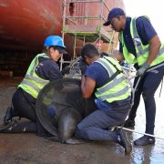 Three people in navy uniforms and high-visibility vests kneel on the wet concrete floor of a dry dock, working a Cape fur seal into a dark mesh net, with the red hull of a vessel and yellow scaffolding rising behind them and a fourth worker further down the dock.