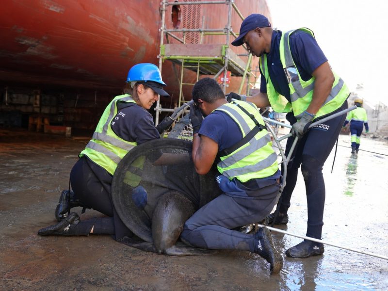 Three people in navy uniforms and high-visibility vests kneel on the wet concrete floor of a dry dock, working a Cape fur seal into a dark mesh net, with the red hull of a vessel and yellow scaffolding rising behind them and a fourth worker further down the dock.