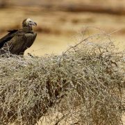 A lappet-faced vulture perches on a broad stick nest built in low desert scrub, with pale open ground stretching out behind it.