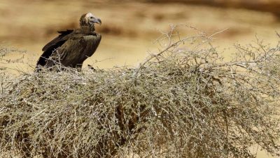 A lappet-faced vulture perches on a broad stick nest built in low desert scrub, with pale open ground stretching out behind it.