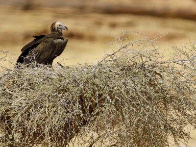 A lappet-faced vulture perches on a broad stick nest built in low desert scrub, with pale open ground stretching out behind it.