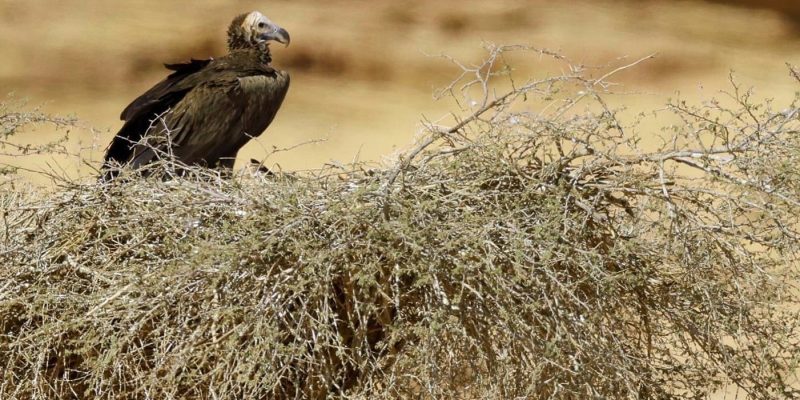A lappet-faced vulture perches on a broad stick nest built in low desert scrub, with pale open ground stretching out behind it.
