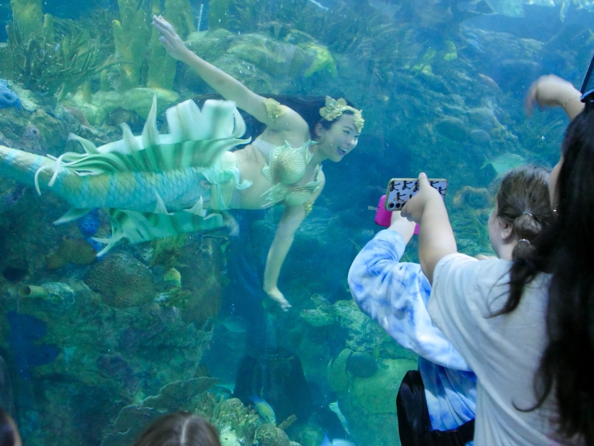 A mermaid performer in a green and gold tail swims through a coral reef exhibit at Audubon Aquarium while a young guest on the other side of the glass holds up a phone to photograph her.
