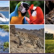 A six-panel montage of wildlife photographs: a breaching whale, two macaws, a crocodile, a gorilla wading, a snow leopard on a rocky slope and an elephant on grassland.