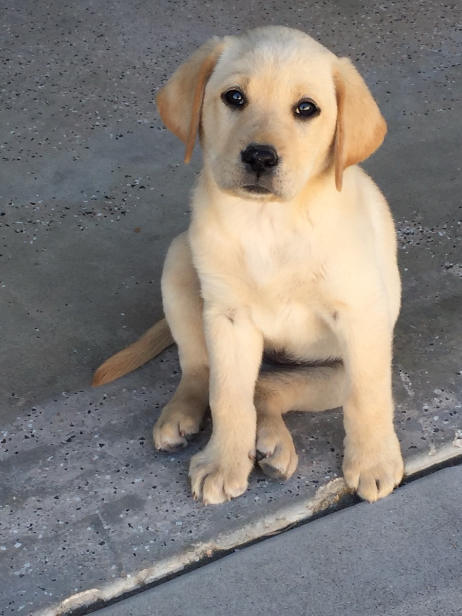 A pale cream Labrador puppy sits on a concrete apron with her front paws together, looking up toward the camera.