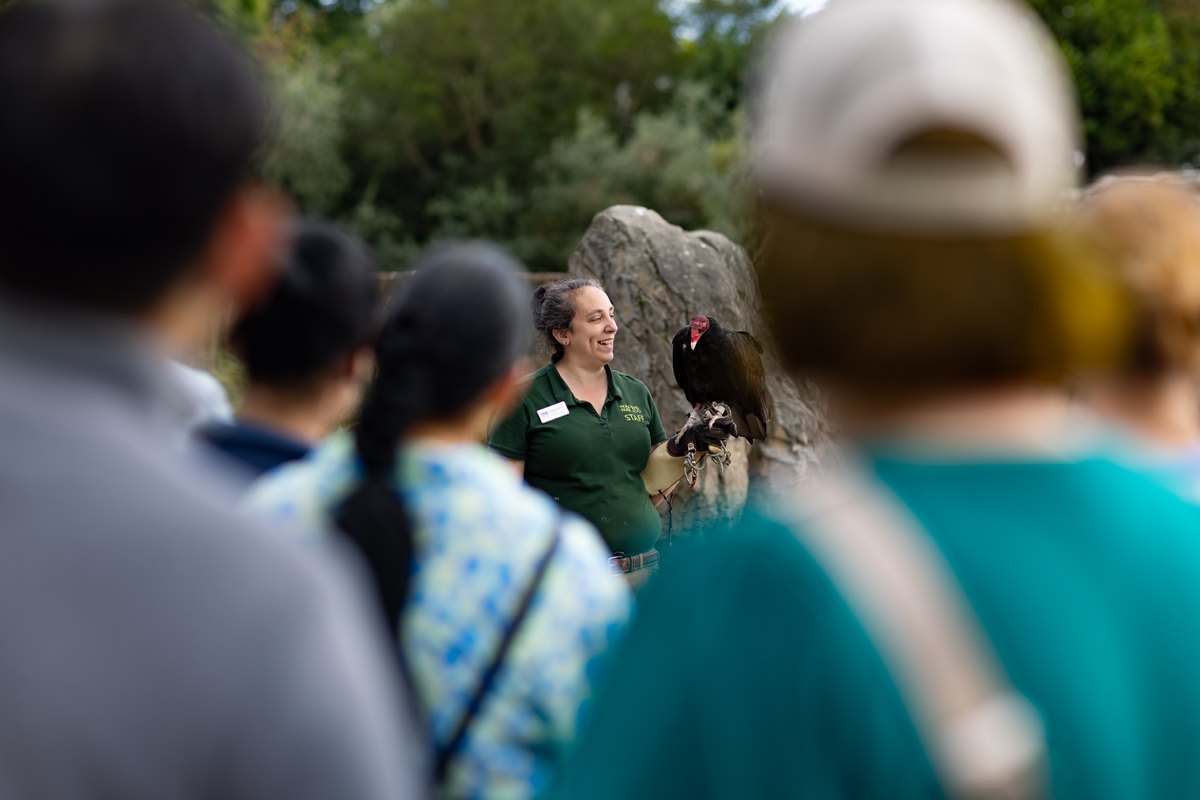 A Woodland Park Zoo educator in a green staff polo holds a turkey vulture on a gloved hand while a crowd of guests, seen from behind and out of focus, watches.
