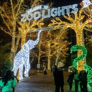 Visitors walk at night beneath the lit ZooLights entrance banner at the Smithsonian's National Zoo, flanked by a white light sculpture of an elephant and a green one of a snake.